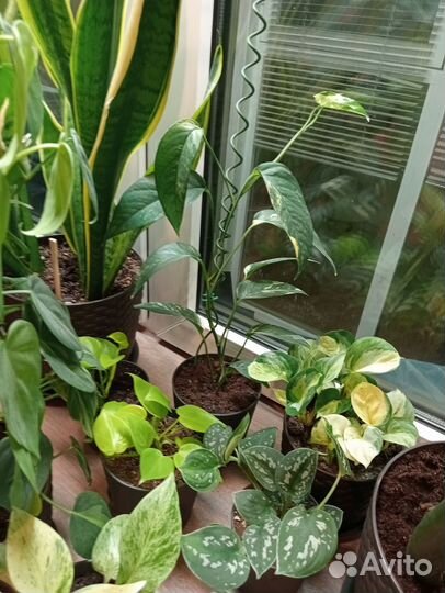 Комнатные цветы