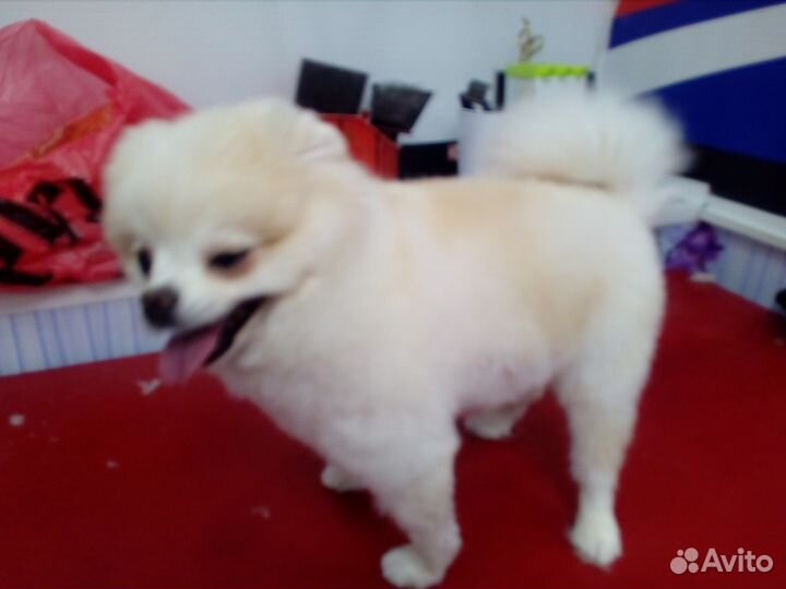 Стрижка собак и кошек (выезд на дом)