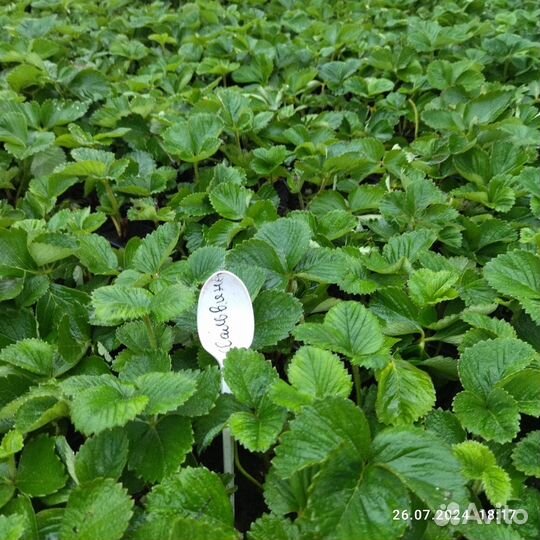 Ремонтантные сорта. Рассада зкс