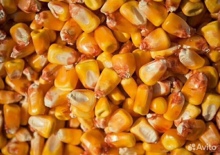 Кукуруза зерно