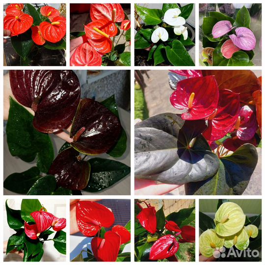 Антуриум лили