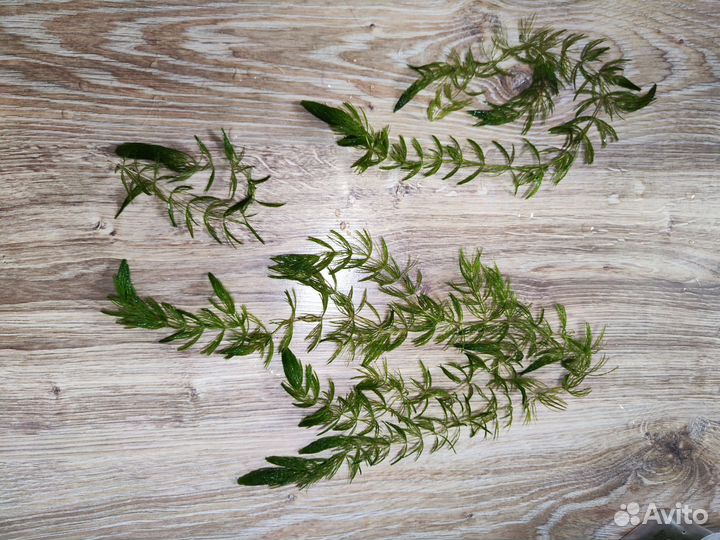 Роголистник