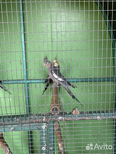 Попугай корелла