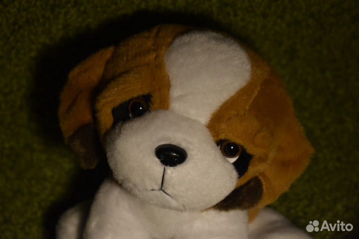 Продам собаку в добрые руки