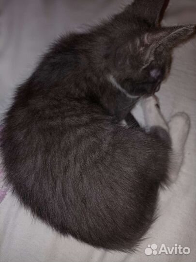 Маленький серый котенок мальчик