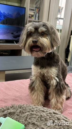 Передержка собак