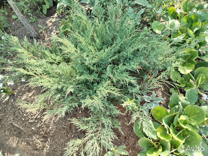 Можжевельник казацкий