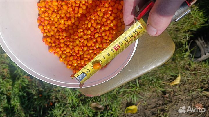 Облепиха с дачи