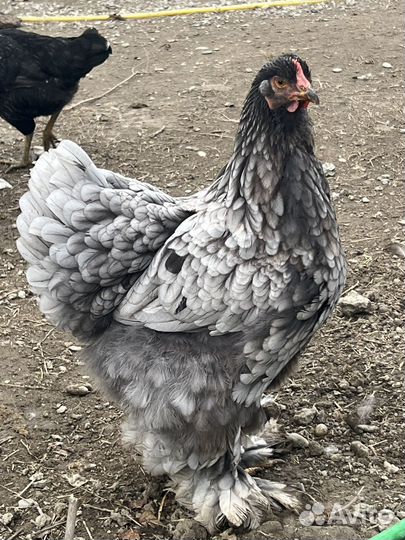 Куры петухи