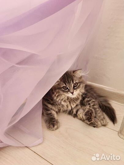 Кошка британка