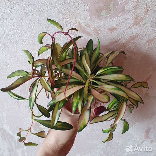 Хойя кентиана вариегатная, Hoya kentiana variegata