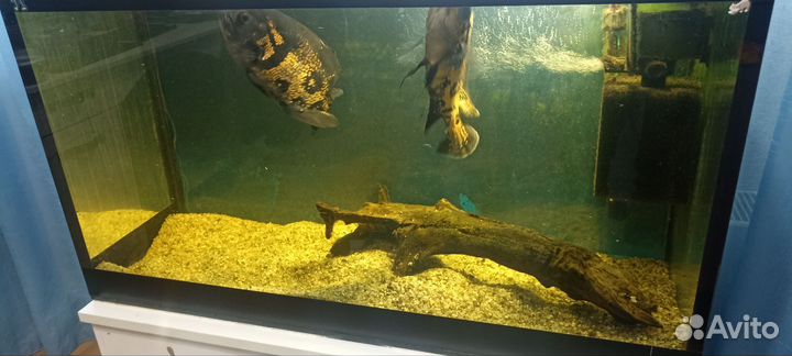 Аквариум с рыбками