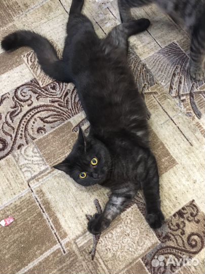 Кошка и кот