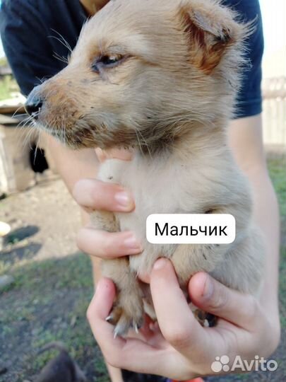 Щенки в добрые руки