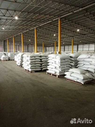 Семена засухоустойчевой чечевицы канада