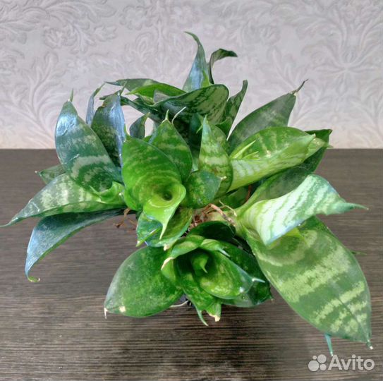 Сансевиерия Ханни