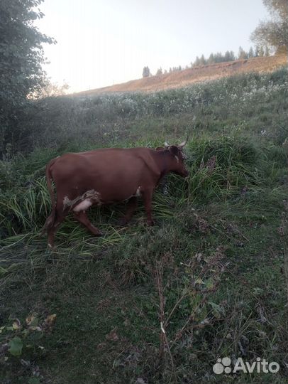 Джерсейская корова