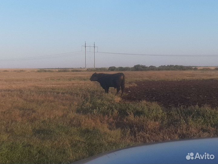 Бык абердин ангус