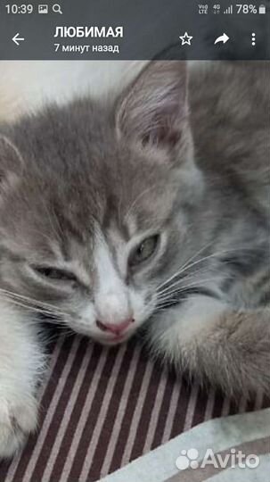 Сибирская кошка