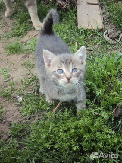 Котята отдам в добрые руки бесплатно