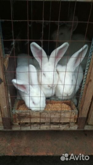 Белый великан,Фландр,Строкачи