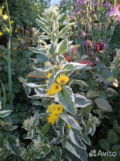 Саженцы декоративных кустарников и многолетников