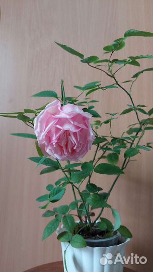 Домашняя роза