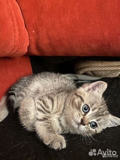 Котенок девочка - игривая непоседа