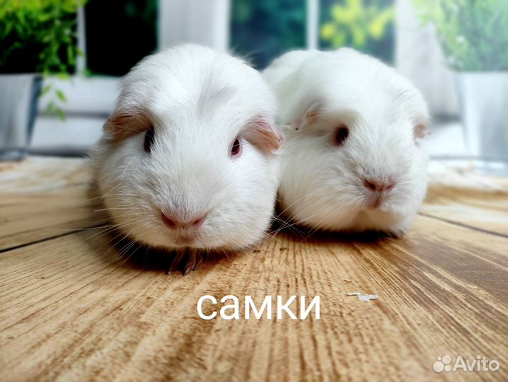 Морские свинки разные(самки и самцы)