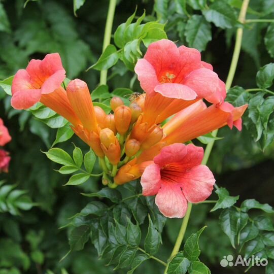 Многолетняя лиана Кампсис