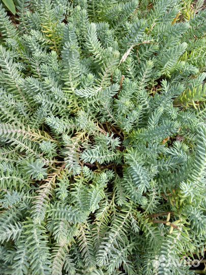 Почвопокровные растения для сада