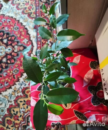 Фикус Бенджамина