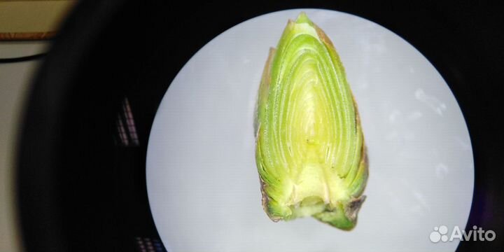 Репетитор биология ОГЭ ЕГЭ. Помощь с экзаменами