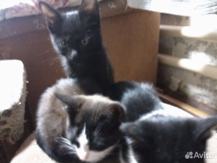 Котята в добрые руки бесплатно