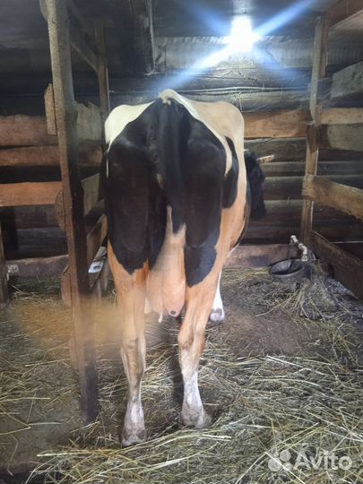 Корова высокоудойная