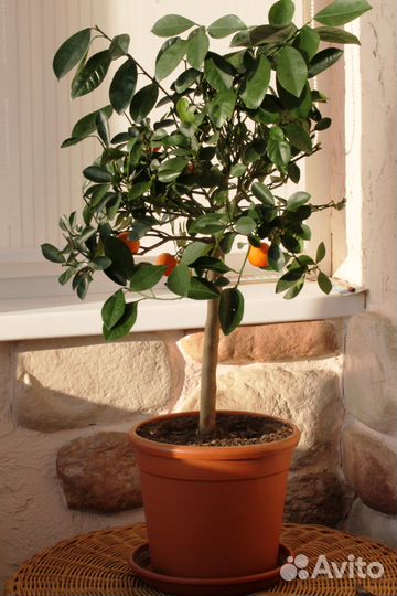 Каламондин