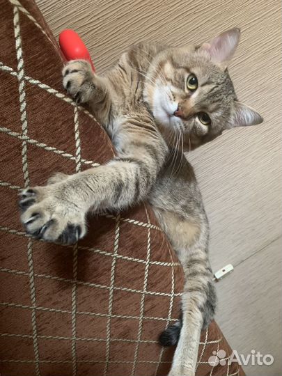 Кот на вязку