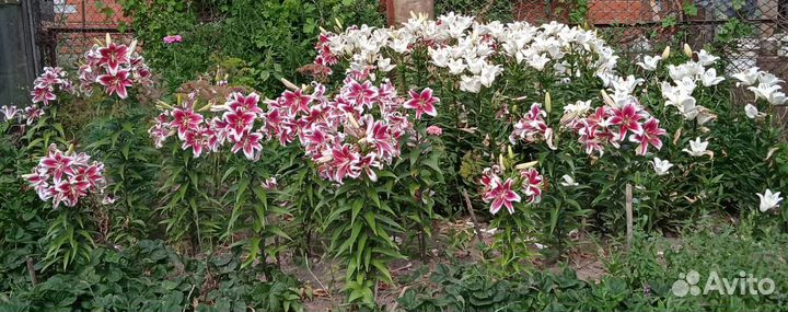 Лилии луковицы