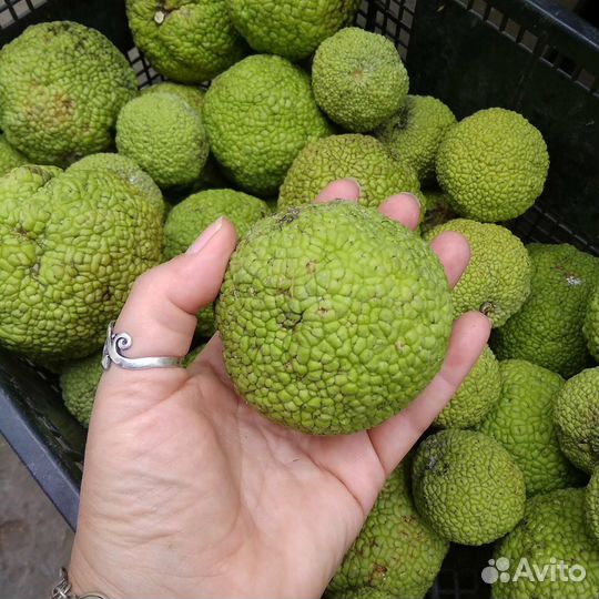 Адамово яблоко, маклюра от 3кг