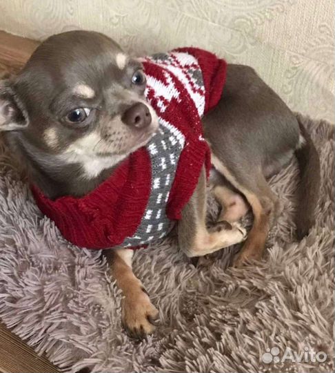 Чихуахуа вязка