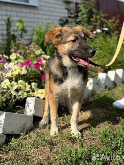 Щенок в добрые руки бесплатно