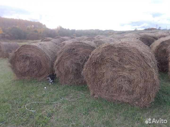 Сено в тюках