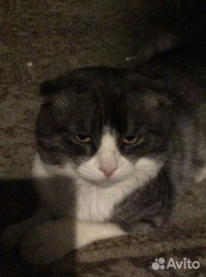 Кот отдам