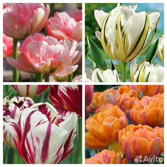 Тюльпаны сортовые