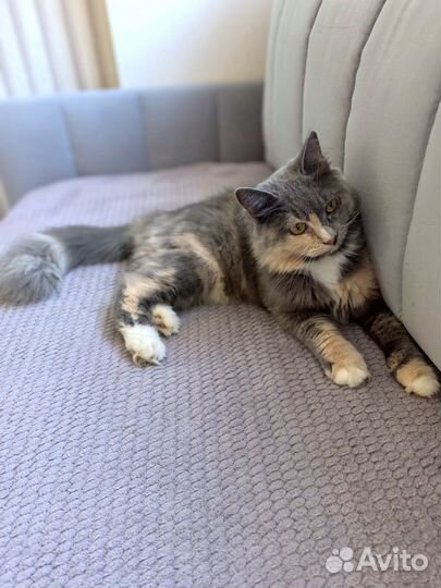 Кошка в частный дом ответственным людям