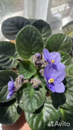 Фиалки цветущие