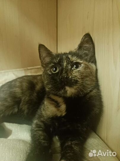 Котенок Мусенька