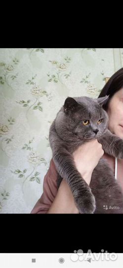 Кот на вязку британец