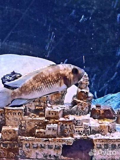 Танганьика