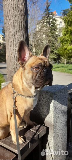 Вязка, доки РКФ